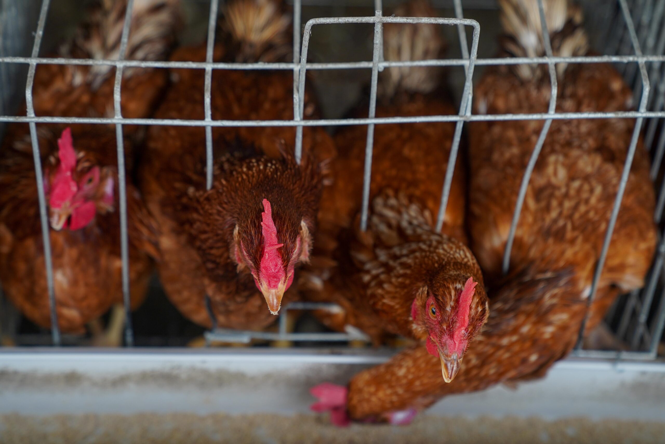 Layer hens feeding in Lagos — sector illustration Layer hens feeding through cages in Lagos